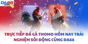 Trực tiếp đá gà thomo hôm nay trải nghiệm sôi động cùng DA88